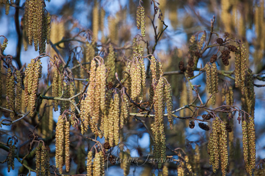 20130312164321 loads of catkins - tree pollen allergy